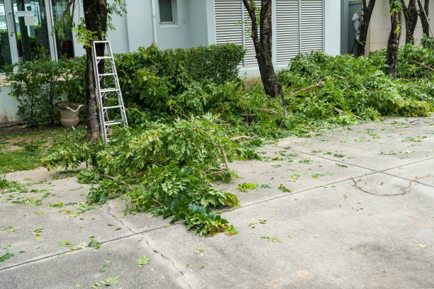 Best Stump Grinding Near Me  in Cape Girardeau, MO